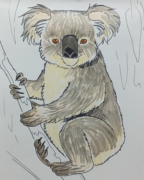 Koala