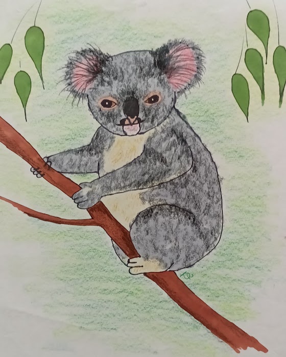 Koala