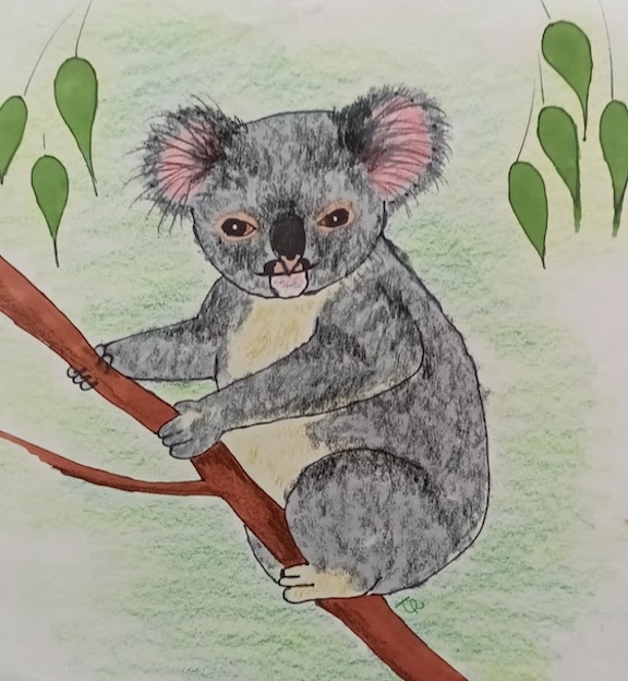 Koala homeschool drawing 