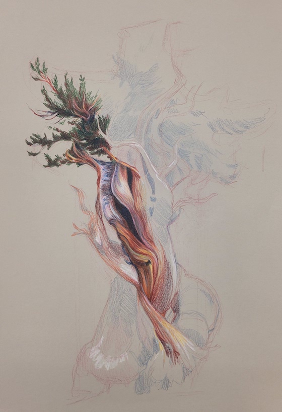 Tree and veins colored pencil drawing