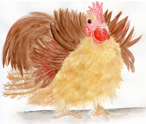 Hen in pencil & watercolor