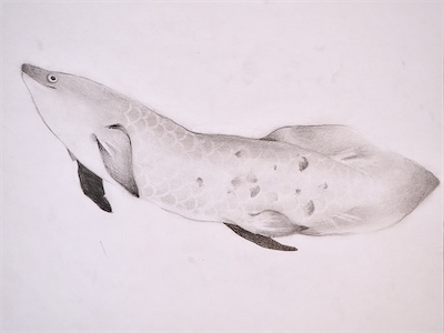 Ariana A., Age 12 — The Mighty Australian Lungfish — Intermediate Drawing