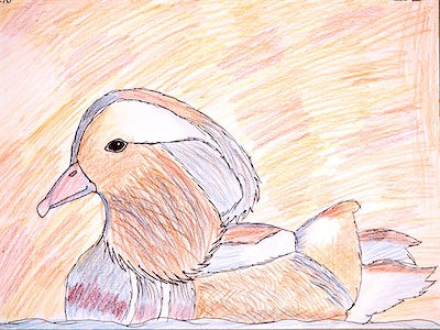 Elise N., Age 13 — Quack All Day — Intermediate Drawing