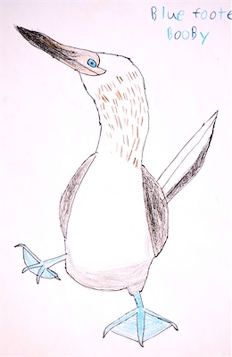 Eric Z., Age 7 — Blue Footed Booby — Basic Drawing