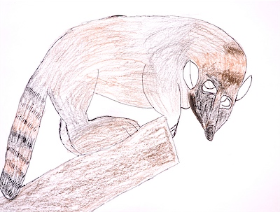 Eric Z., Age 7 — Coati — Basic Drawing