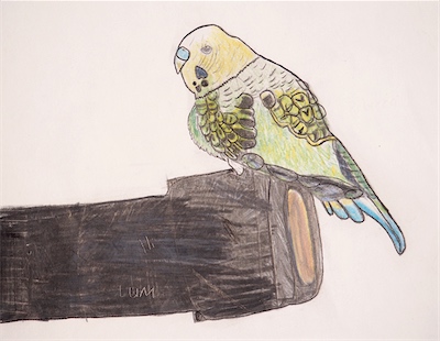 Rebecca Alexander, Age 10 — Bird Illumination — Intermediate Drawing