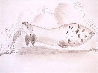 Sahiti Sukuru, Age 9 — Australian Lungfish — Intermediate Drawing