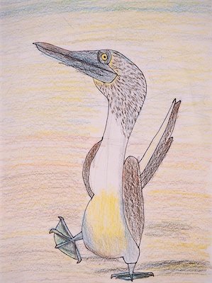 Teagan Francis, Age 10 — Blue Footed Booby — Intermediate Drawing