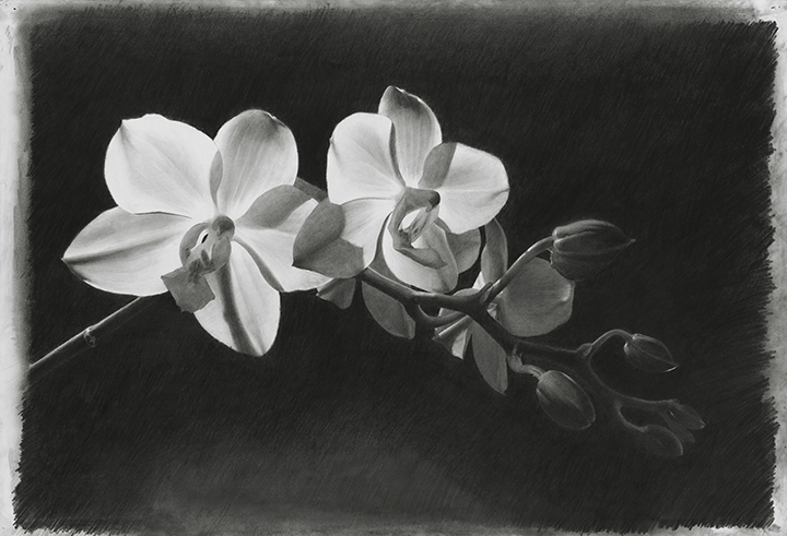 CHARCOAL FLOWERS